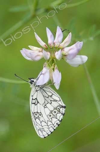 Biosphoto | 1903914 | Marbled White on Coronilla flower Alsace France  ; Conservatory Alsatians Sites  | &copy; Stéphane Vitzthum / Biosphoto