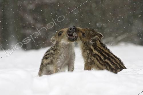 Biosphoto | 169775 | Marcassins dans la neige Schleswig-Holstein Allemagne | &copy; Gerhard Schulz / Biosphoto