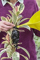 Biosphoto | 2458098 | Marcottage aérien d'un caoutchouc panaché ; Pose d'une marcotte aérienne sur un Ficus elastica 'Variegata' | &copy; Jean-Michel Groult / Biosphoto