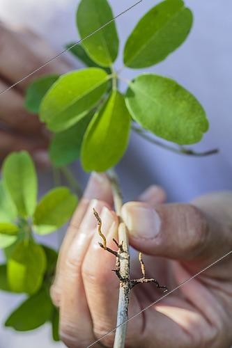 Biosphoto | 2434646 | Marcottage de l'akébie (Akebia quinata) en pas à pas | &copy; Jean-Michel Groult / Biosphoto