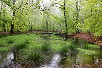 Biosphoto | 2586195 | Mare forestière au printemps, Parc naturel régional des Vosges du Nord, France | &copy; Michel Rauch / Biosphoto