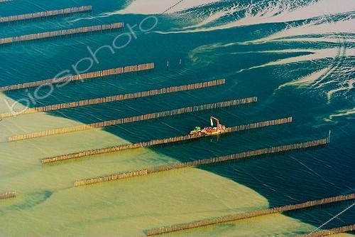 Biosphoto | 814748 | Marée verte atteignant les bouchots de production de Moules ; La commune d'Hillion située à l'est de l'anse d'Yffiniac au fond de la baie de Saint Brieuc.<br/>Un bateau boucholeur navigue entre les rangées de bouchots atteints par une marée verte. | &copy; Jean-Luc Kokel / Biosphoto