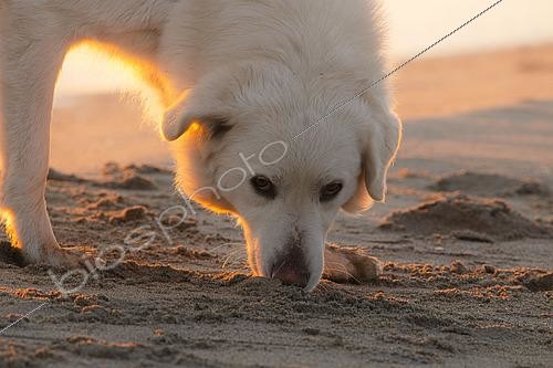 Biosphoto | 2593251 | Maremma Sheepdog, stray on the Arinella beach near Bastia. The Maremma and Abruzzo Sheepdog is a large white dog of Italian origin designed to guard flocks of sheep, weighing 32 to 47 kg, 60 to 73 cm tall, proud and devoted to its master. Bastia, Corsica, France | &copy; Hyacinthe Sambroni / Biosphoto