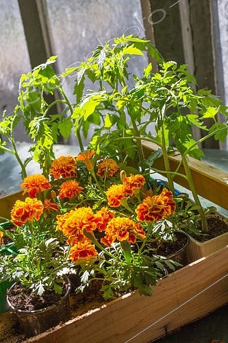 Biosphoto | 2083923 | Marigolds and Tomato seedlings, Provence, France | &copy; Philippe Giraud / Biosgarden / Biosphoto