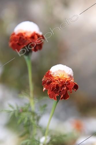 Biosphoto | 1259886 | Marigolds in the snow in a garden in Ladakh India ; Altitude of 3500 m | &copy; Antoine Boureau / Biosphoto