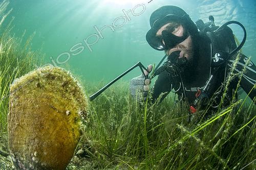 Biosphoto | 2490771 | Marine biologist performing a biopsy on a large Pen shell (Pinna nobilis), in the Thau Lagoon (summer 2020). | &copy; Mathieu Foulquié / Biosphoto