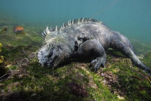 Biosphoto | 290744 | Marine Iguana feeding on green algae underwater Galapagos ; World's only lizard which feeds in the ocean | &copy; Brandon Cole / Biosphoto