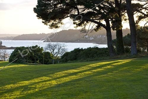 Biosphoto | 960159 | Maritime pine and grass Estuary Trieux Britain France | &copy; Michel Gunther / Biosphoto