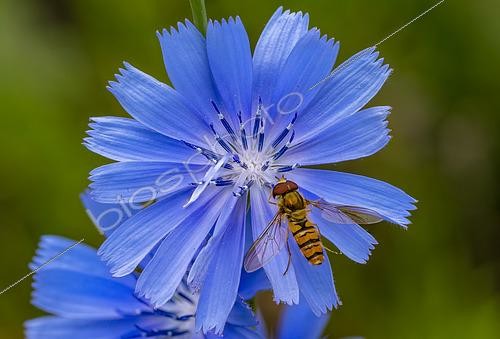 Biosphoto | 2605355 | Marmalade Hover-fly (Episyrphus balteatus), foraging hoverfly in flight on a wild chicory flower, Lorraine, France | &copy; Stéphane Vitzthum / Biosphoto