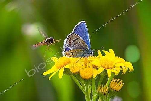 Biosphoto | 2629123 | Marmalade Hover-fly (Episyrphus balteatus) in flight attacking a Reverdin's Blue butterfly (Plebejus argyrognomon) feeding on a yellow flower, Bouxières-aux-Dames, Lorraine, France. | &copy; Stéphane Vitzthum / Biosphoto