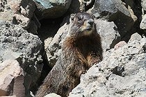 Biosphoto | 1247195 | Marmotte à ventre jaune dans le PN de Yellowstone USA | &copy; Jean-François Noblet / Biosphoto