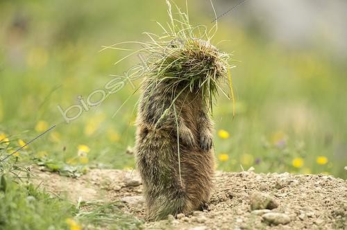 Biosphoto | 2036056 | Marmotte apportant une touffe d'herbe dans sa tanière | &copy; Heinz Hudelist / imageBROKER / Biosphoto