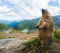 Biosphoto | 2587938 | Marmotte des Alpes (Marmota marmota) dans l'herbe, Alpes, Autriche. | &copy; Ervin Horesnyík / Biosphoto