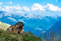 Biosphoto | 2587943 | Marmotte des Alpes (Marmota marmota) dans l'herbe, Alpes, Autriche. | &copy; Ervin Horesnyík / Biosphoto