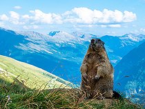 Biosphoto | 2587944 | Marmotte des Alpes (Marmota marmota) dans l'herbe, Alpes, Autriche. | &copy; Ervin Horesnyík / Biosphoto