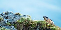 Biosphoto | 2587950 | Marmotte des Alpes (Marmota marmota) dans l'herbe, Alpes, Autriche. | &copy; Ervin Horesnyík / Biosphoto