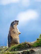 Biosphoto | 2587958 | Marmotte des Alpes (Marmota marmota) dans l'herbe, Alpes, Autriche. | &copy; Ervin Horesnyík / Biosphoto