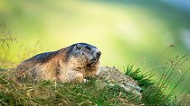 Biosphoto | 2587945 | Marmotte des Alpes (Marmota marmota) dans l'herbe au terrier, Alpes, Autriche. | &copy; Ervin Horesnyík / Biosphoto