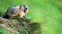 Biosphoto | 2587949 | Marmotte des Alpes (Marmota marmota) dans l'herbe au terrier, Alpes, Autriche. | &copy; Ervin Horesnyík / Biosphoto