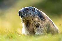Biosphoto | 2587959 | Marmotte des Alpes (Marmota marmota) dans l'herbe au terrier, Alpes, Autriche. | &copy; Ervin Horesnyík / Biosphoto