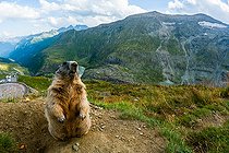 Biosphoto | 2587935 | Marmotte des Alpes (Marmota marmota) sur un rocher, Alpes, Autriche. | &copy; Ervin Horesnyík / Biosphoto