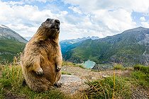 Biosphoto | 2587937 | Marmotte des Alpes (Marmota marmota) sur un rocher, Alpes, Autriche. | &copy; Ervin Horesnyík / Biosphoto