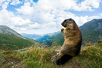 Biosphoto | 2587942 | Marmotte des Alpes (Marmota marmota) sur un rocher, Alpes, Autriche. | &copy; Ervin Horesnyík / Biosphoto