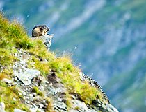Biosphoto | 2587953 | Marmotte des Alpes (Marmota marmota) sur un rocher, Alpes, Autriche. | &copy; Ervin Horesnyík / Biosphoto