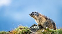 Biosphoto | 2587957 | Marmotte des Alpes (Marmota marmota) sur un rocher, Alpes, Autriche. | &copy; Ervin Horesnyík / Biosphoto