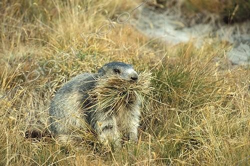 Biosphoto | 50909 | Marmotte garnissant son terrier d'herbe avant l'hibernation | &copy; Yves Vallier / Biosphoto