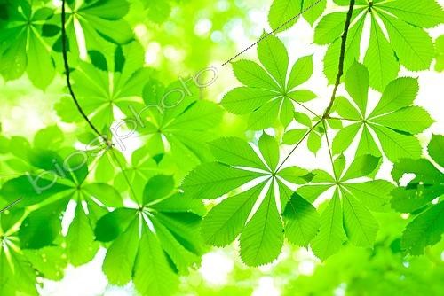 Biosphoto | 2462197 | Marronnier d'Inde (Aesculus hippocastanum) feuilles au printemps, Allemagne | &copy; AVTG / imageBROKER / Biosphoto