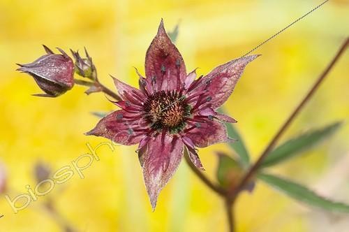 Biosphoto | 1903933 | Marsh Cinquefoil flower Bog Lispach Vosges France  | &copy; Stéphane Vitzthum / Biosphoto
