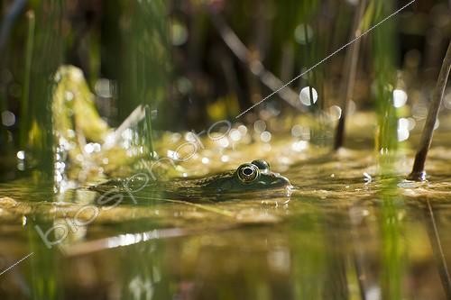 Biosphoto | 1713611 | Marsh frog in water Provence France  | &copy; Pierre Huguet-Dubief / Biosphoto