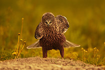 Biosphoto | 2609036 | Marsh Harrier (Circus aeruginosus) on the ground, Pyrenees, Spain | &copy; Guy Van Langenhove / Biosphoto