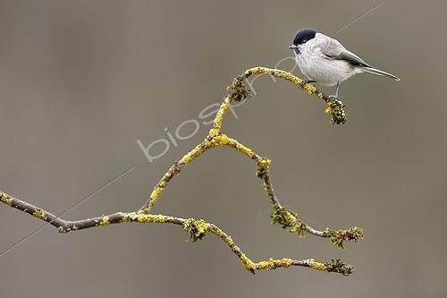 Biosphoto | 2615326 | Marsh Tit (Parus palustris) on a branch in winter - Lorraine, France. | &copy; Michel Poinsignon / Biosphoto