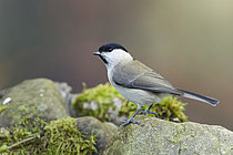 Biosphoto | 2609521 | Marsh tit (Poecile palustris) on a rock, Ardennes, Belgium | &copy; Christian Cabron / Biosphoto