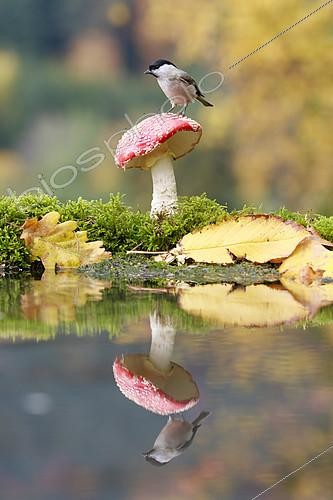 Biosphoto | 2393334 | Marsh tit (Poecile palustris) on Fly agaric (Amanita muscaria) reflecting in water, Alsace, France | &copy; Benoît Personnaz / Biosphoto