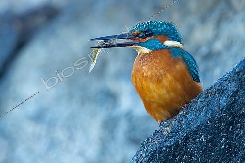 Biosphoto | 2627765 | Martin-pêcheur commun (Alcedo atthis) tenant un poisson capturé dans son bec, Brozas, Cáceres, Espagne. | &copy; Pablo Barrena / Biosphoto