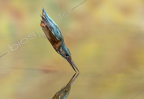 Biosphoto | 2154030 | Martin-pêcheur d'Europe (Alcedo atthis) plongeant, Angleterre | &copy; Frédéric Desmette / Biosphoto