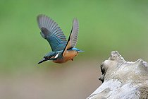 Biosphoto | 2588101 | Martin pêcheur d'Europe (Alcedo atthis) s'envolant d'une souche, Région Pouilly sur Loire, Nièvre, France | &copy; Pierre Vernay / Biosphoto