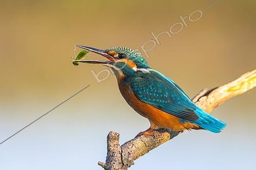 Biosphoto | 2598193 | Martin-pêcheur d'Europe (Alcedo atthis) avec une larve de libellule dans le bec, Rhénanie-du-Nord-Westphalie, Allemagne | &copy; Hans Glader / BIA / Biosphoto