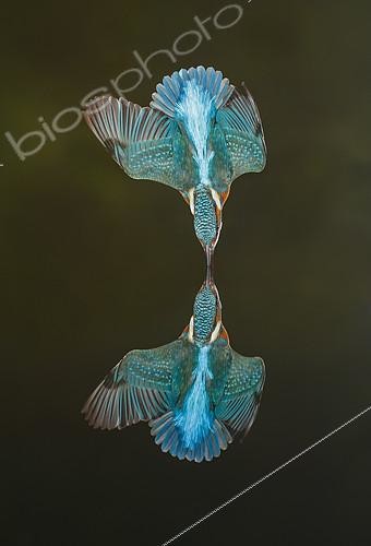 Biosphoto | 2088741 | Martin-pêcheur d'Europe (Alcedo atthis) en vol piqué et reflet, Salamanque, Castille et León, Espagne | &copy; Mario Cea Sanchez / Biosphoto