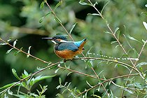 Biosphoto | 2588095 | Martin pêcheur d'Europe (Alcedo atthis) évacuant une fiente sur une branche de saule, Région de Pouilly, Nièvre, France | &copy; Pierre Vernay / Biosphoto