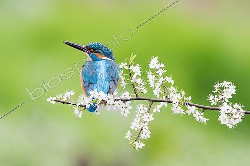 Biosphoto | 2156554 | Martin-pêcheur d'Europe (Alcedo atthis) mâle posé sur un prunellier en fleurs, Hesse, Allemagne | &copy; Wilfried Martin / imageBROKER / Biosphoto
