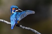 Biosphoto | 2512327 | Martin pêcheur d'Europe (Alcedo atthis) se toilettant sur une branche, Parc naturel régional des Vosges du Nord, France | &copy; Michel Rauch / Biosphoto