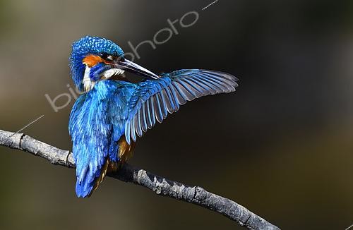 Biosphoto | 2512327 | Martin pêcheur d'Europe (Alcedo atthis) se toilettant sur une branche, Parc naturel régional des Vosges du Nord, France | &copy; Michel Rauch / Biosphoto