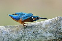 Biosphoto | 2588092 | Martin pêcheur d'Europe (Alcedo atthis) sur sa souche, Val de Loire, Nièvre, France | &copy; Pierre Vernay / Biosphoto