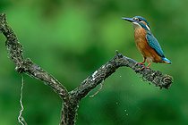 Biosphoto | 2588088 | Martin pêcheur d'Europe (Alcedo atthis) sur une branche surplombant une petite mare de la Loire, Nièvre, France | &copy; Pierre Vernay / Biosphoto
