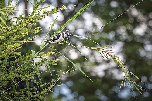 Biosphoto | 2601796 | Martin-pêcheur pie (Ceryle rudis) à l'affût sur un roseau, Namibie, Afrique | &copy; Alain Roux / Biosphoto