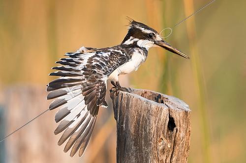 Biosphoto | 2608288 | Martin-pêcheur pie ou Alcyon pie (Ceryle rudis), toilettage, Parc national de Moremi, Bostwana, Afrique australe, Afrique | &copy; Sylvain Cordier / Biosphoto